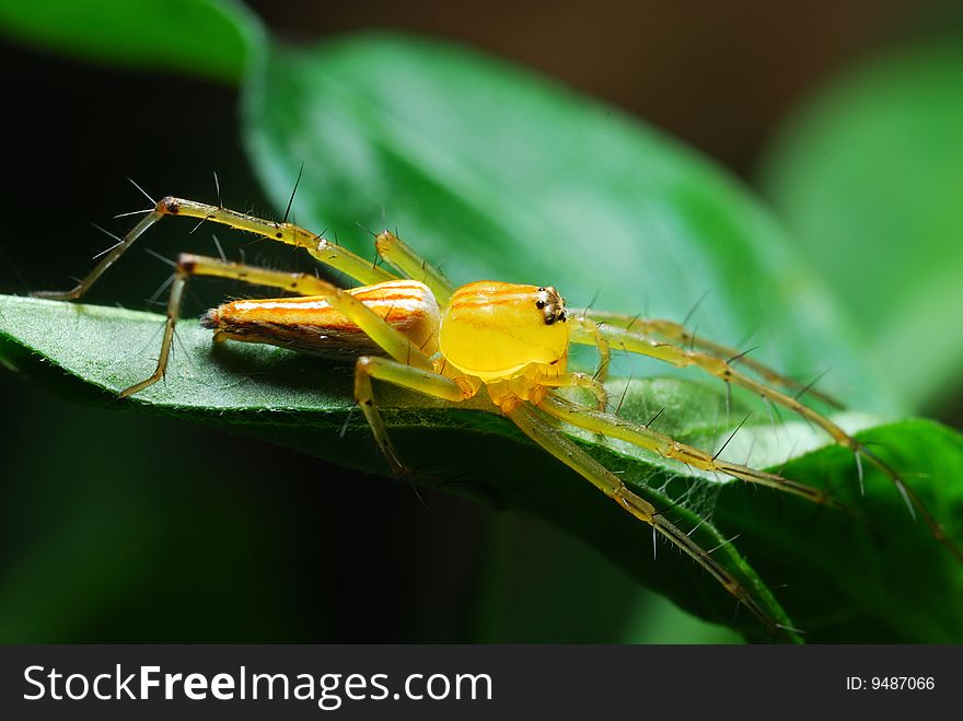 Close up of a spider in the forest