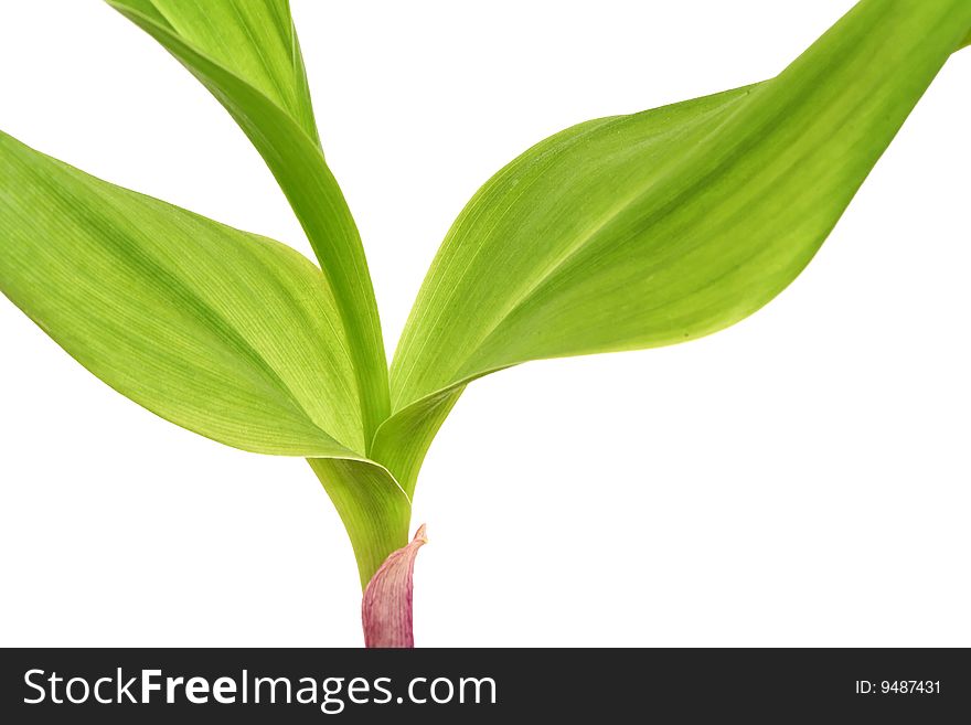 This is a muguet leaves close up