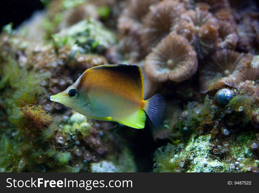 View of an exotic fish in aquarium tank. View of an exotic fish in aquarium tank