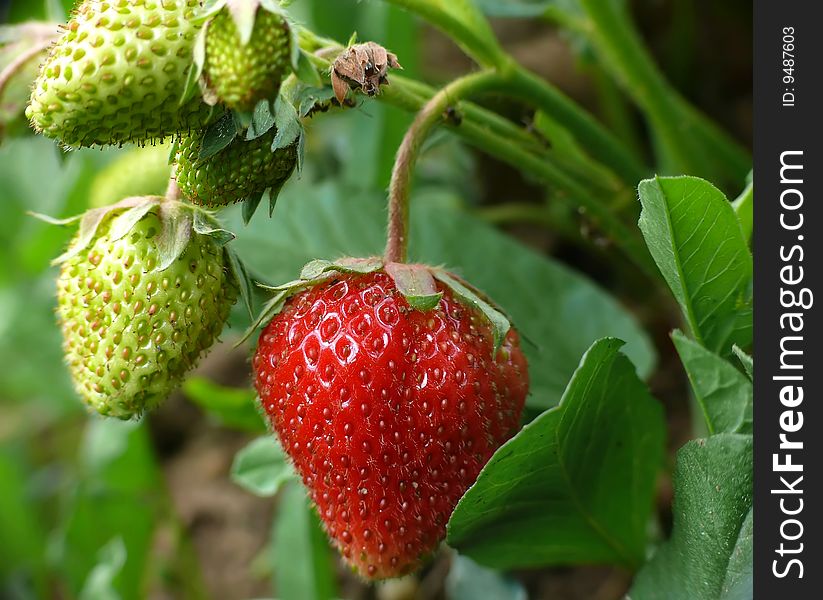 Red and two green strawberries