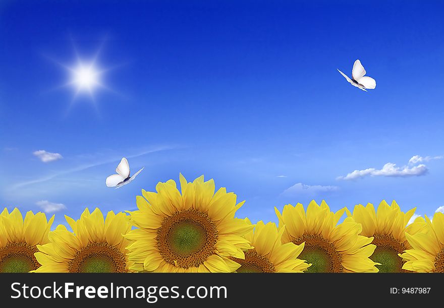 Green meadow with sunflowers and blue sky