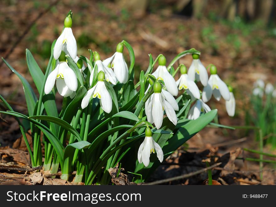 Cluster of snowdrops in the forest