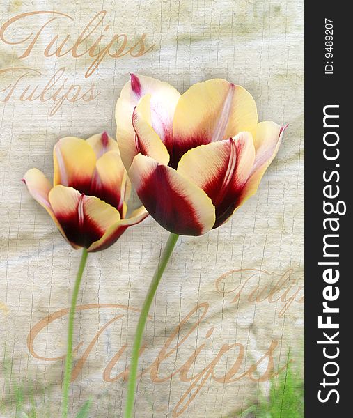 A couple tulips on art background