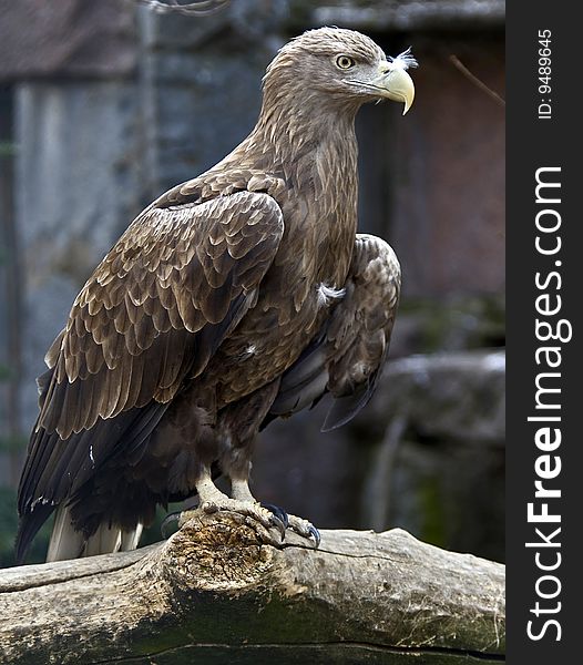 White-tailed eagle. Latin name - Haliaeetus albicilla. White-tailed eagle. Latin name - Haliaeetus albicilla