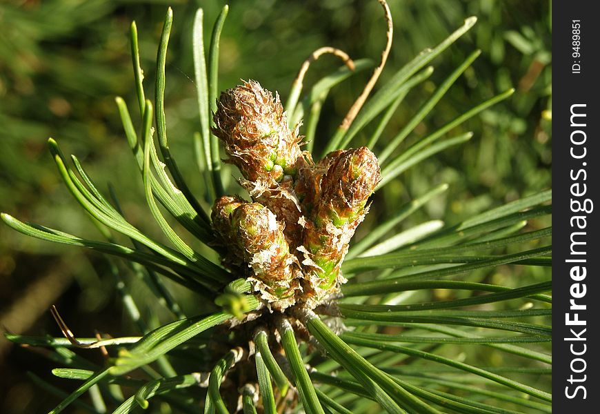 Pine cone in the botanical garden in Powsin Poland