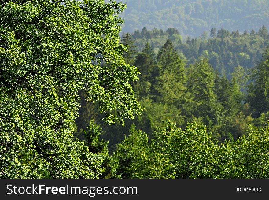 Big forest in central switzerland in the evening sun. Big forest in central switzerland in the evening sun