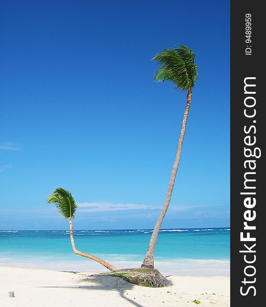 Carribean ocean coast with palms. Carribean ocean coast with palms