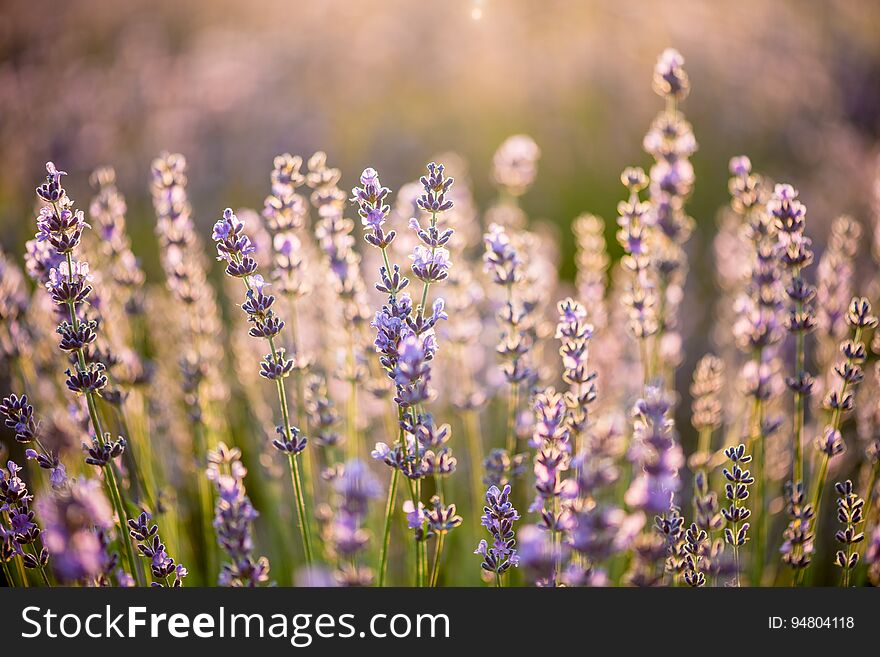 Lavender filed, close up lavender flower