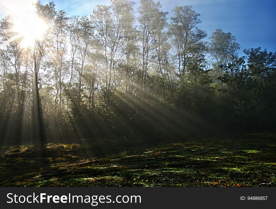 Sunlight Piercing Through Green Tall Trees during Daytime