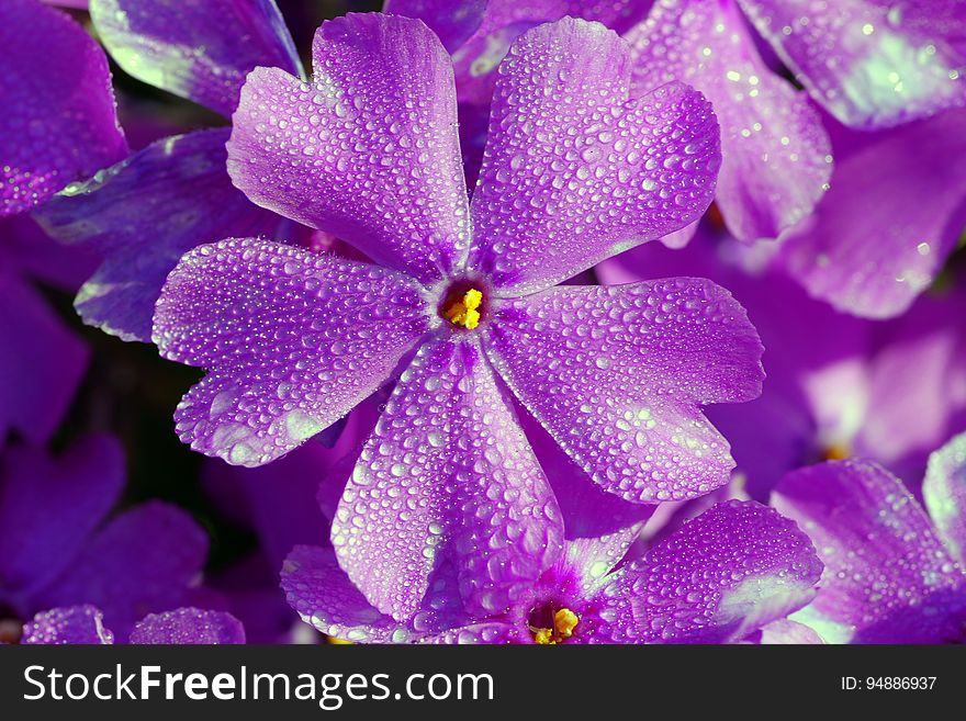 A close up of blue or violet flowers with raindrops. A close up of blue or violet flowers with raindrops.