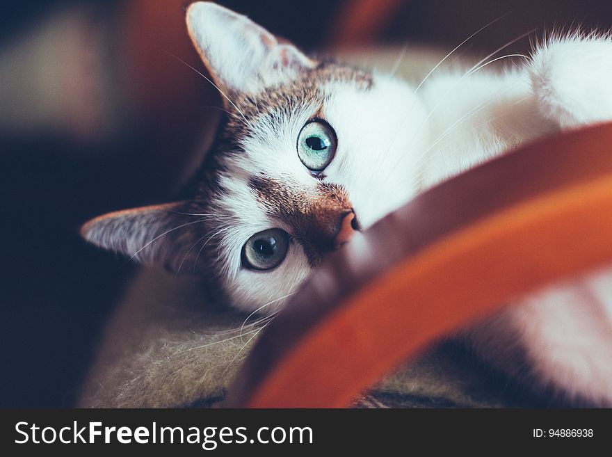 Blue eyed cat lying on chair