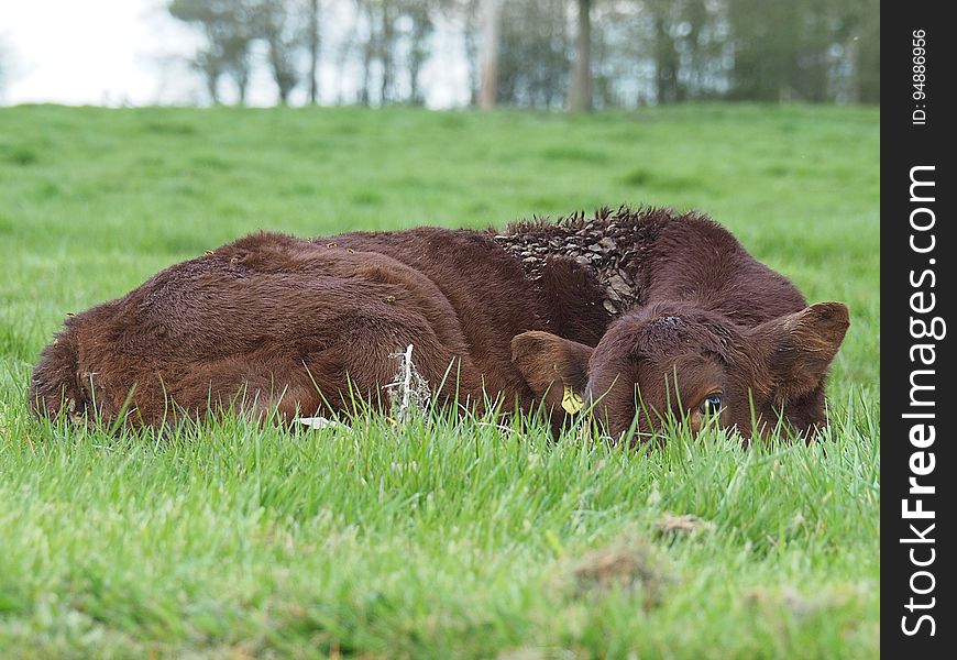 Brown Cow Lying on Green Grass