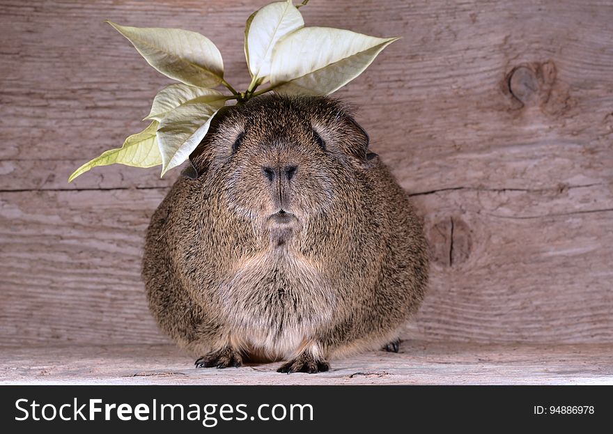 Brown Guinea Pig With Yellow Leaves on Top