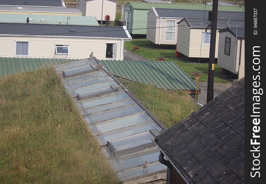 Not the only green roof in Borth but the classroom at YHA Borth is, TTBOMK, the only one with nesting Gulls. YHA Borth, Ceredigion 20/06/2017