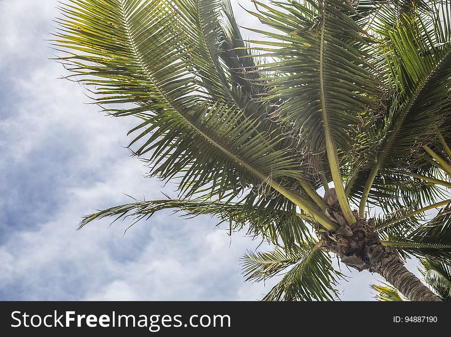 A palm tree on a sunny day.