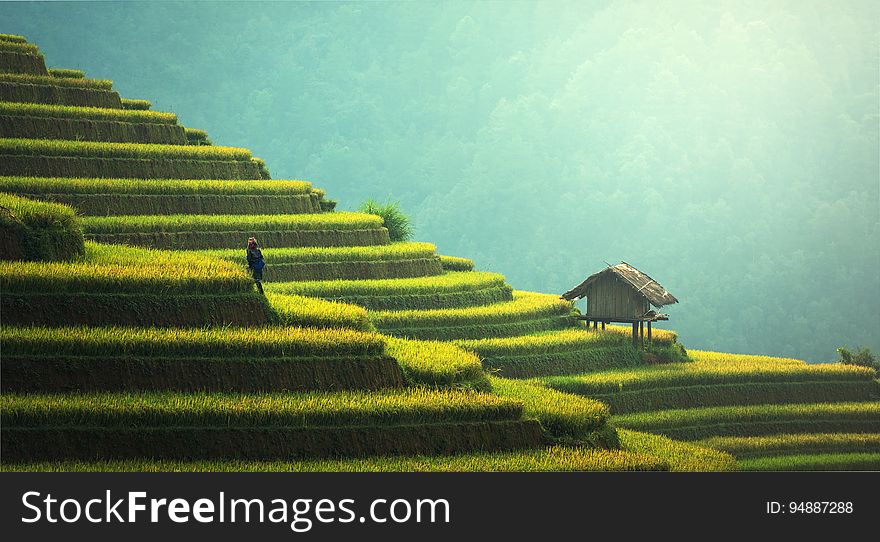 Rice fields terraced on hillside of rural China. Rice fields terraced on hillside of rural China.