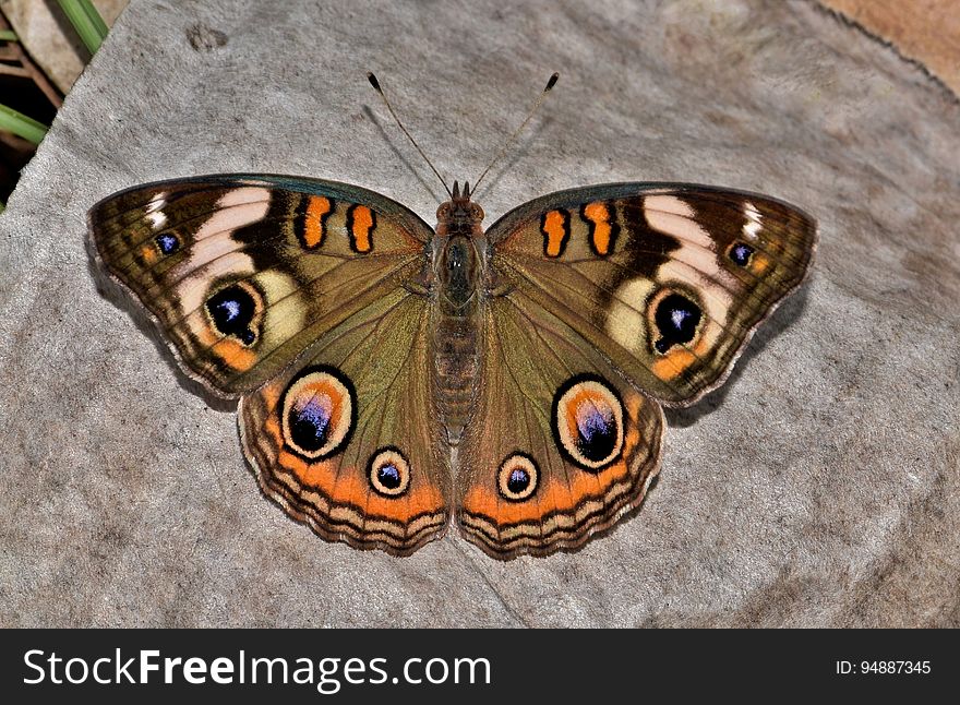 Brown White And Black Butterfly