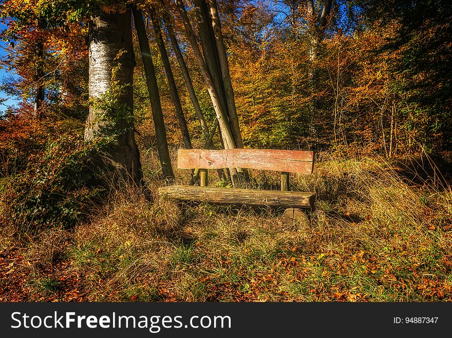 A bench surrounded by trees. A bench surrounded by trees.