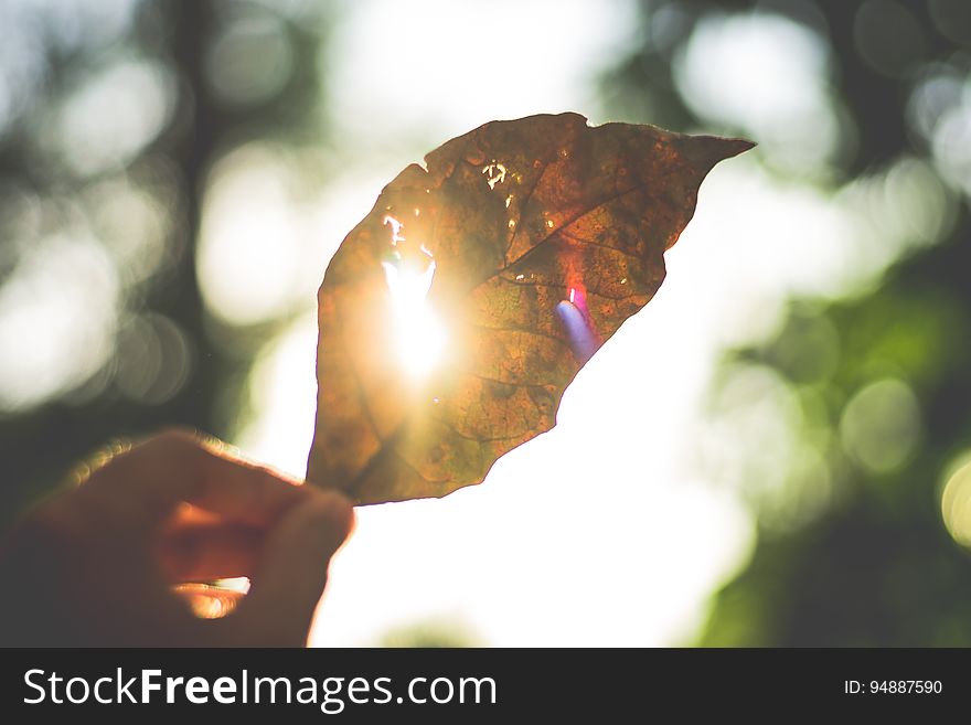A person holding a brown leaf up against the sun.