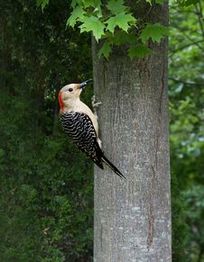 Woodpecker On A Tree Stock Images Woodpecker On A Tree Stock Images