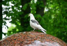 White Pigeons Siting On The Edge Of A Fountain Royalty Free Stock Photo White Pigeons Siting On The Edge Of A Fountain Royalty Free Stock Photo