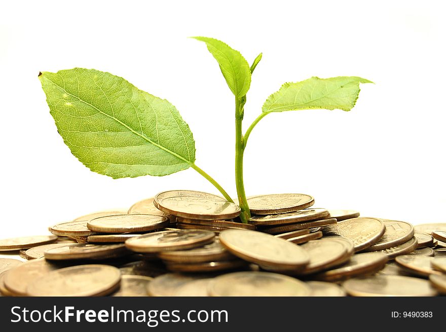 Coins And Plant, Isolated On White Background