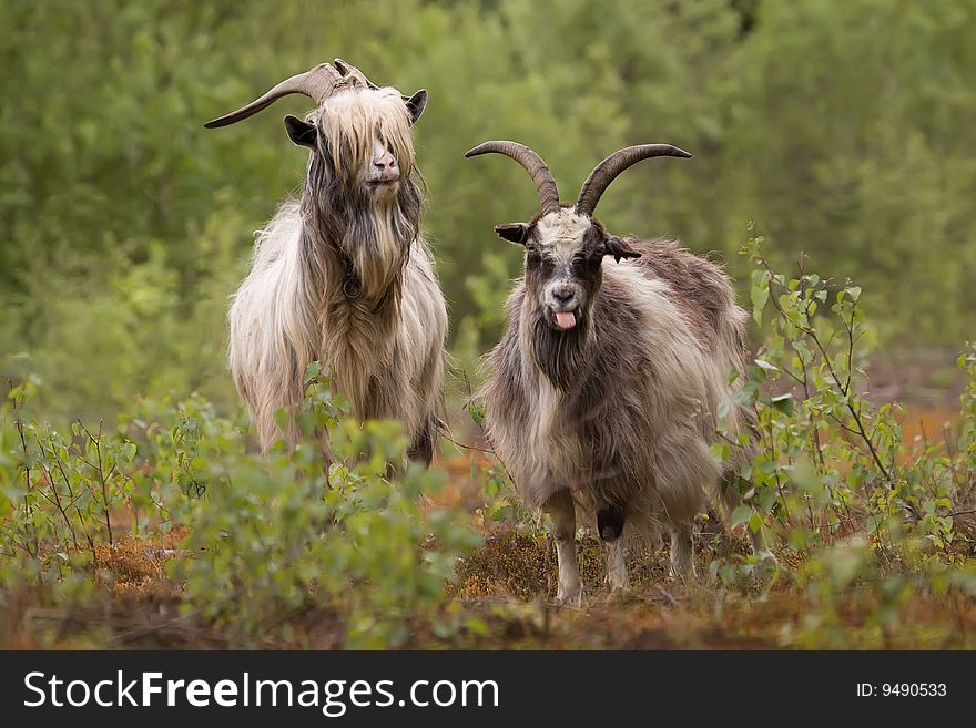 Two goats in Holland, belonging to a very old species. Two goats in Holland, belonging to a very old species.