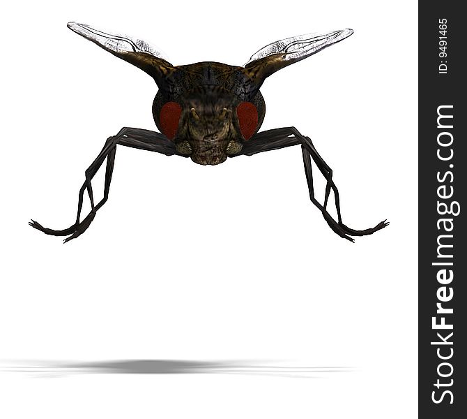 Rendering of a fly with Clipping Path and shadow over white