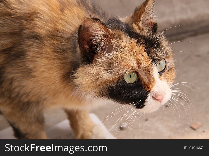 Wild cat  finding food outdoors.