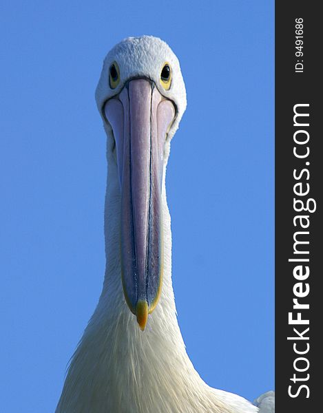 An Australian Pelican (Pelecanus conspicillatus) peers directly into the camera lens. An Australian Pelican (Pelecanus conspicillatus) peers directly into the camera lens