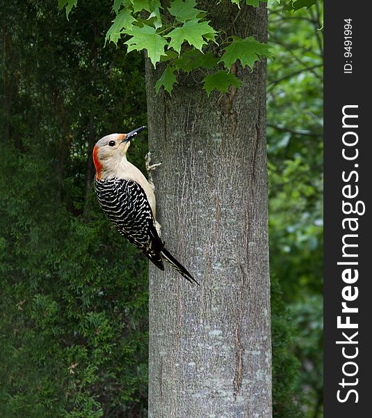 A female red-bellied woodpecker on a tree trunk