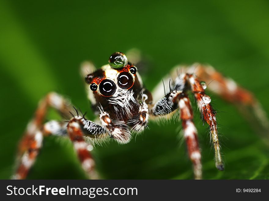Macro Of A Jumping Spider With Water Drop On Head