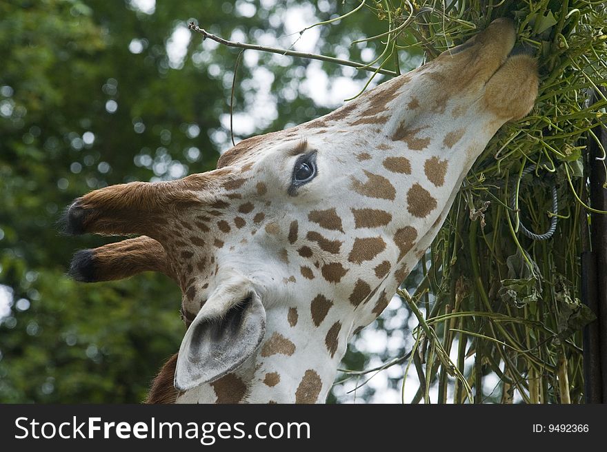 Close-up picture of giraffe eating her food.