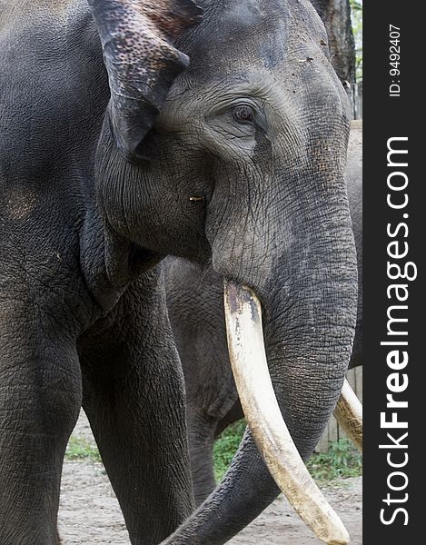 Close-up portrait of an elephant.