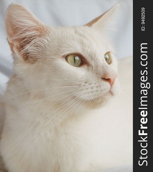 White Fluffy Cat, White Background. White Fluffy Cat, White Background