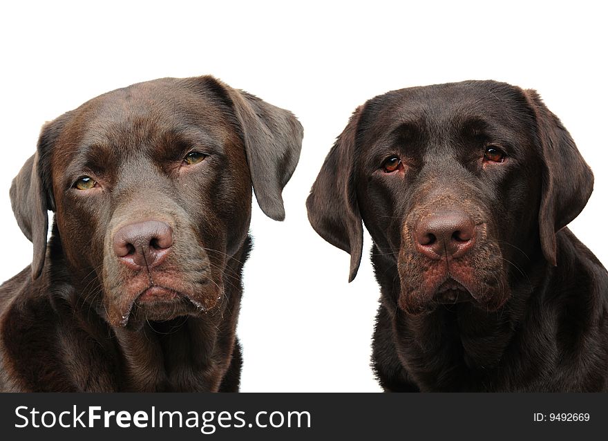 Shot of two labradors on a white background. Shot of two labradors on a white background