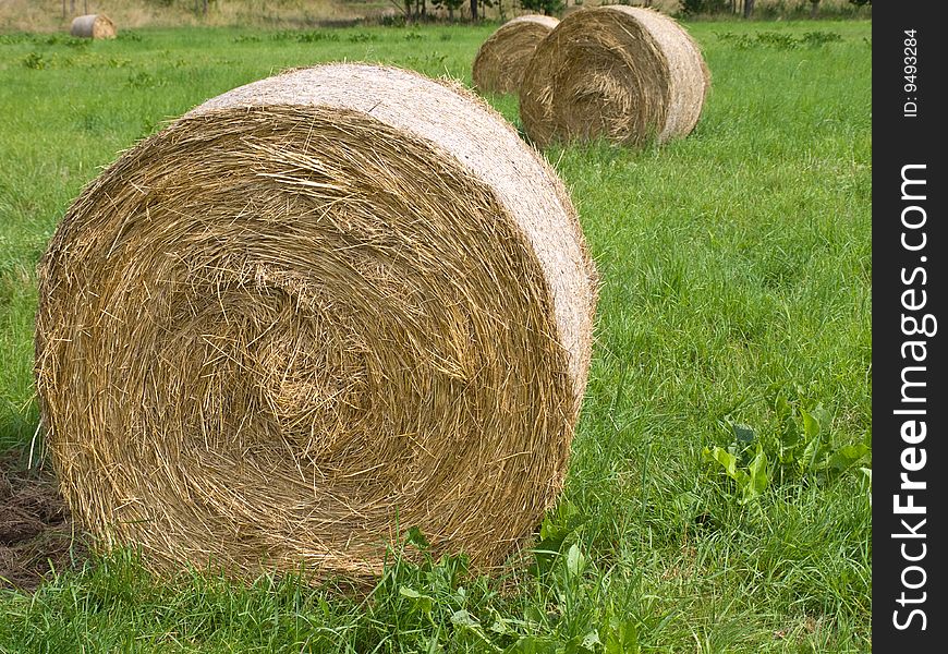 Harvested Rolls Of Straw On Farmland