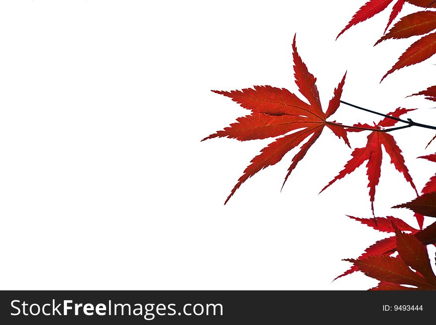 Red Leaves Background