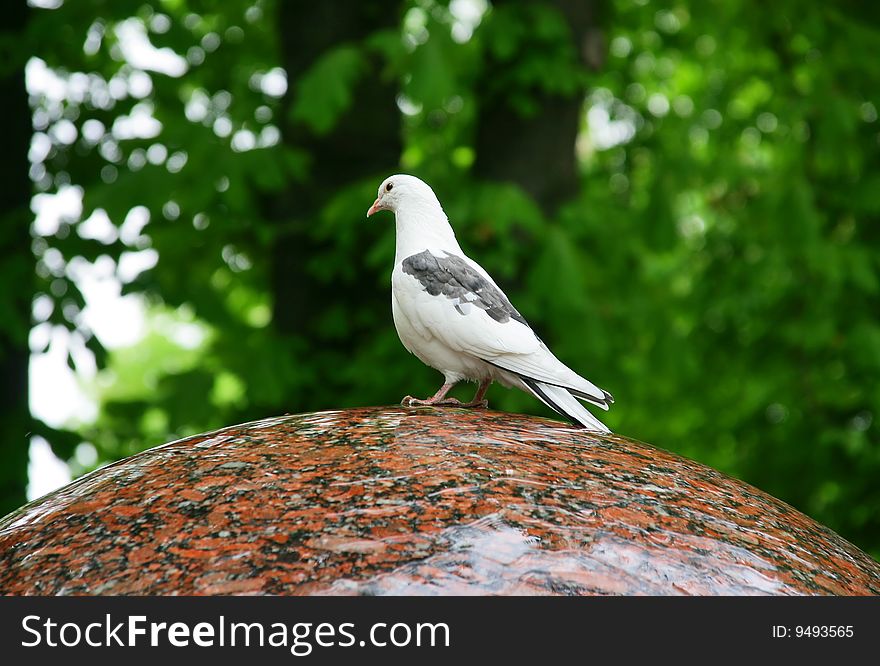 White Pigeons Siting on the Sloping Edge of a Fountain. Selective focus to the eye. White Pigeons Siting on the Sloping Edge of a Fountain. Selective focus to the eye.