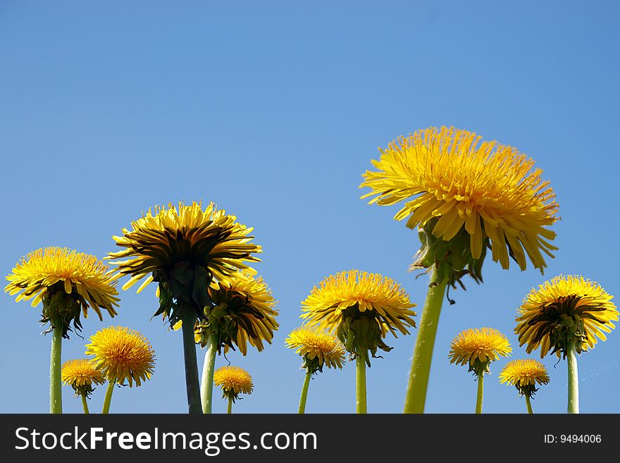 Blue Sky And Dandelions