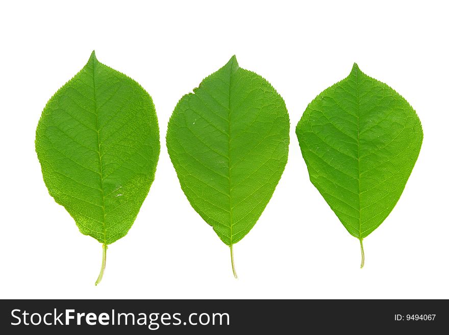 Three Green Leaves