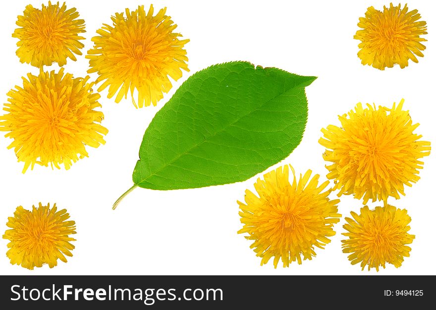 Yellow dandelions and green leaf on a white background