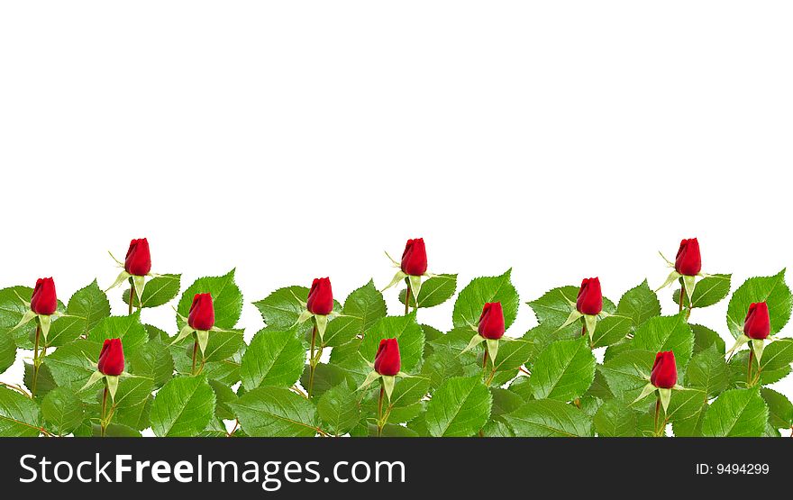 Beautiful rose on white background. Beautiful rose on white background