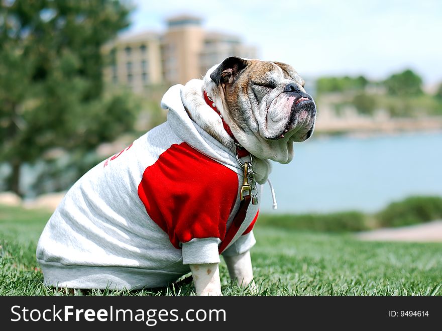 Handsome English Bulldog listening music and feeling the breeze with closed eyes in the park