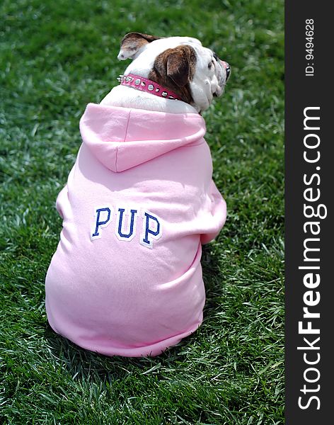 English Bulldog wearing pink outfit sitting in the park is watching other dogs to play