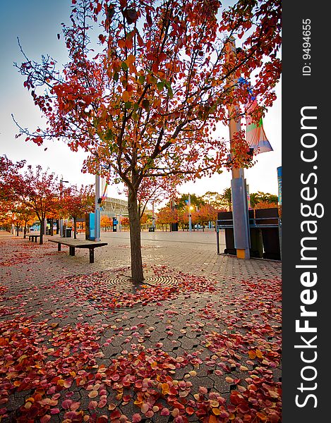 Leafy autumn day in Sydney