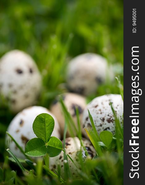 Clover and quail eggs - selective focus. Clover and quail eggs - selective focus