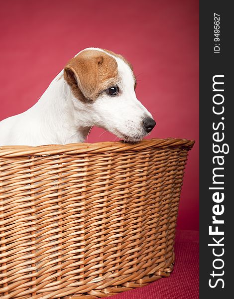 Cute jack russell terrier dog sitting in wicker basketover red background. Cute jack russell terrier dog sitting in wicker basketover red background