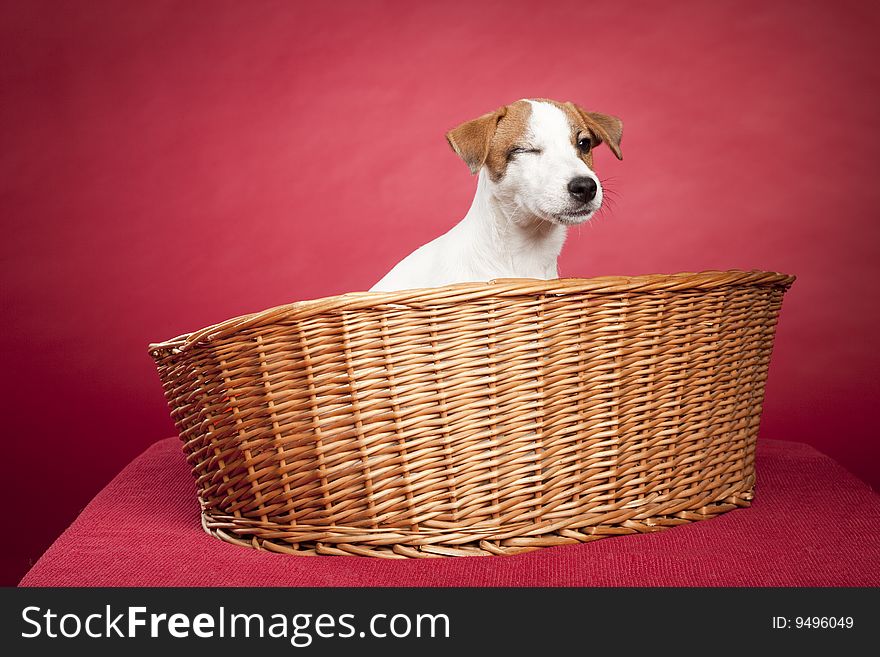 Cute jack russell terrier dog sitting in wicker basket over red background and winking eye. Cute jack russell terrier dog sitting in wicker basket over red background and winking eye
