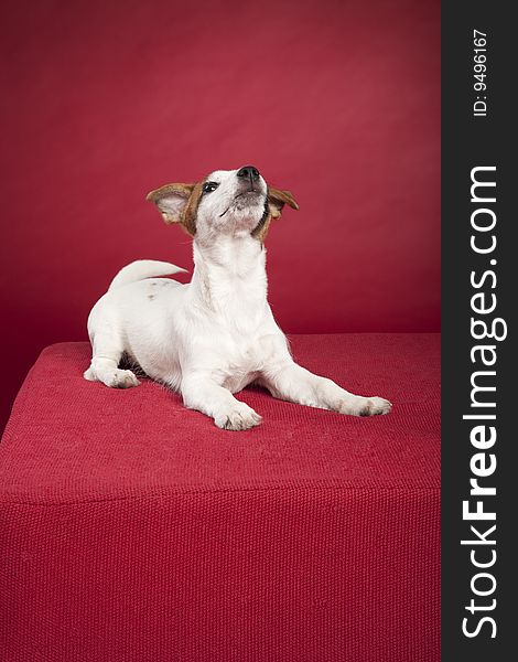 Cute jack russell terrier dog sitting on couch over red background. Cute jack russell terrier dog sitting on couch over red background